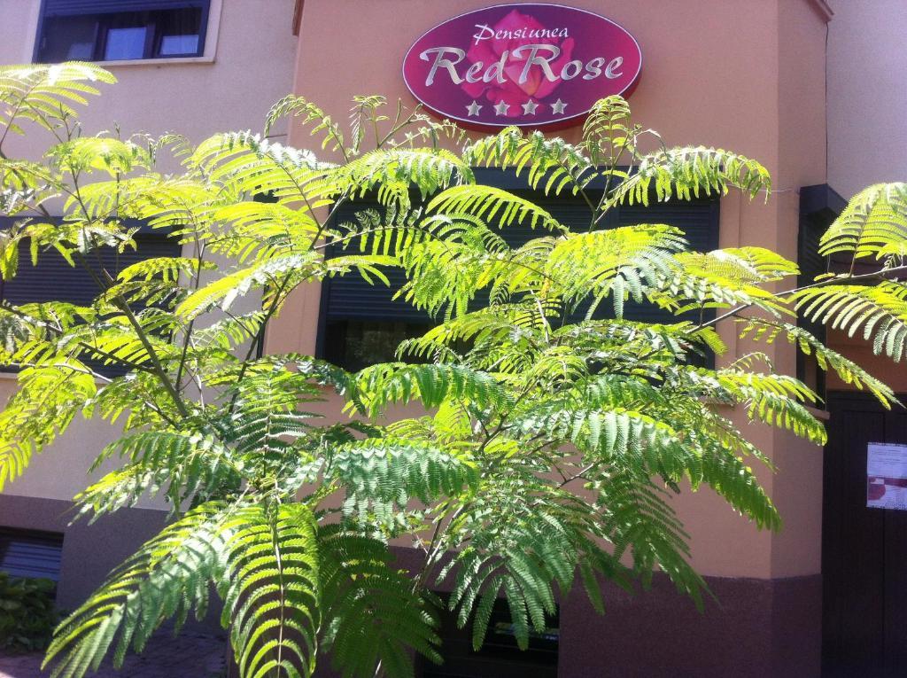 Pensiunea Red Rose Apartments Timisoara Esterno foto
